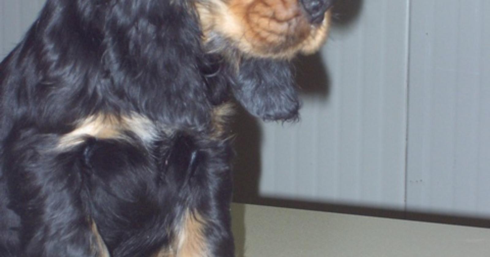 Smarrito un cocker nero a Manfredonia