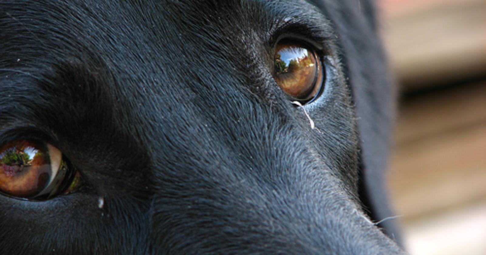 Lucky, una carezza per ingannare la morte