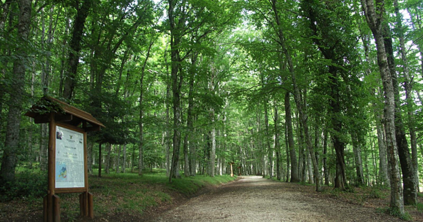 Tagli abusivi di alberi: un arresto