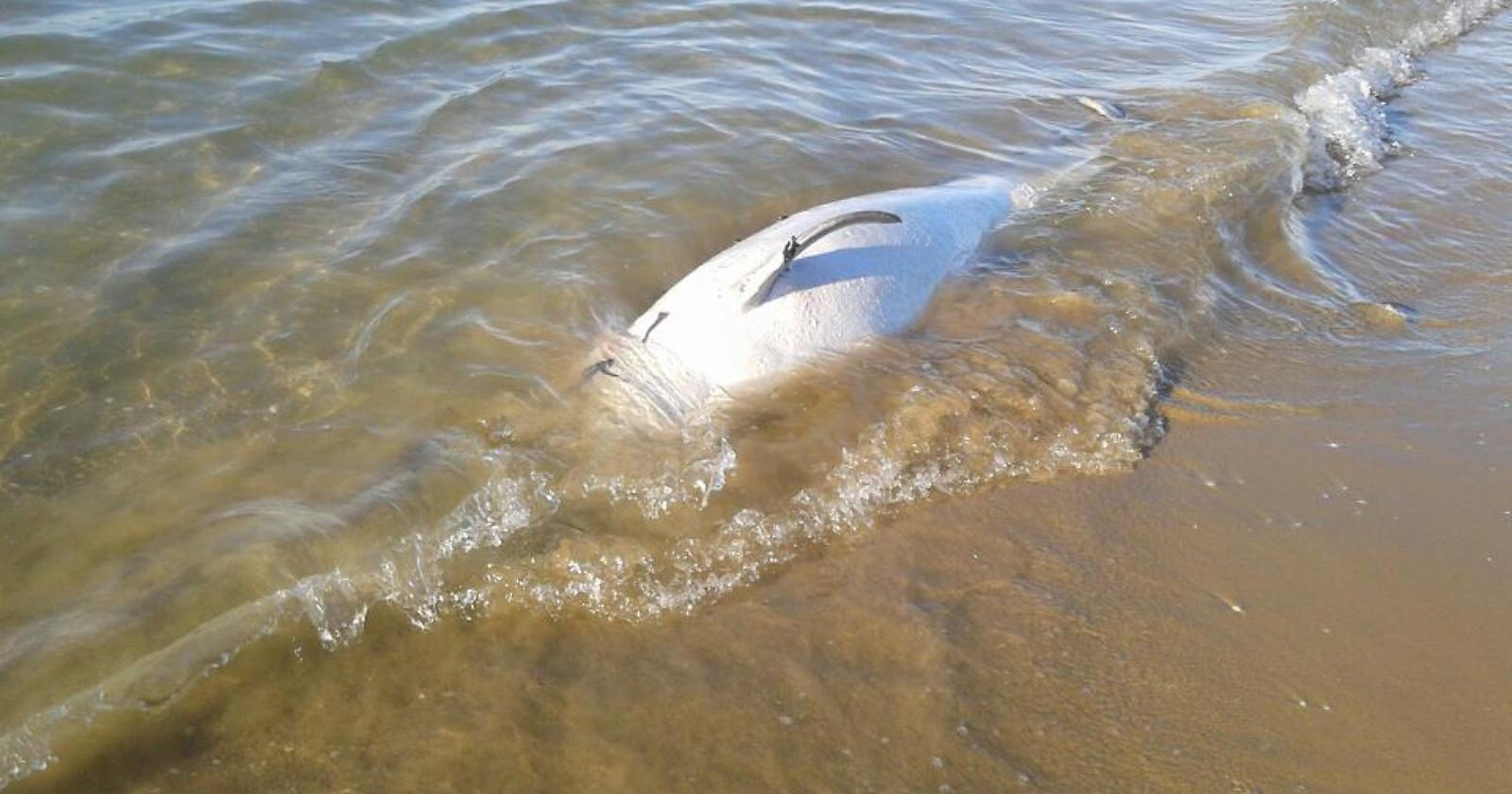 Trovata la carcassa di un delfino: stesso posto dove spiaggiarono 7 capodogli nel 2009