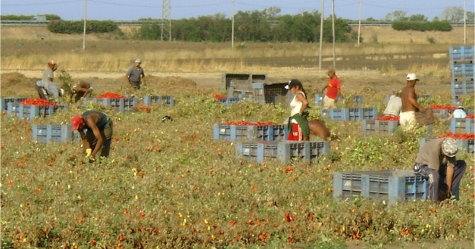 Immigrati in agricoltura 