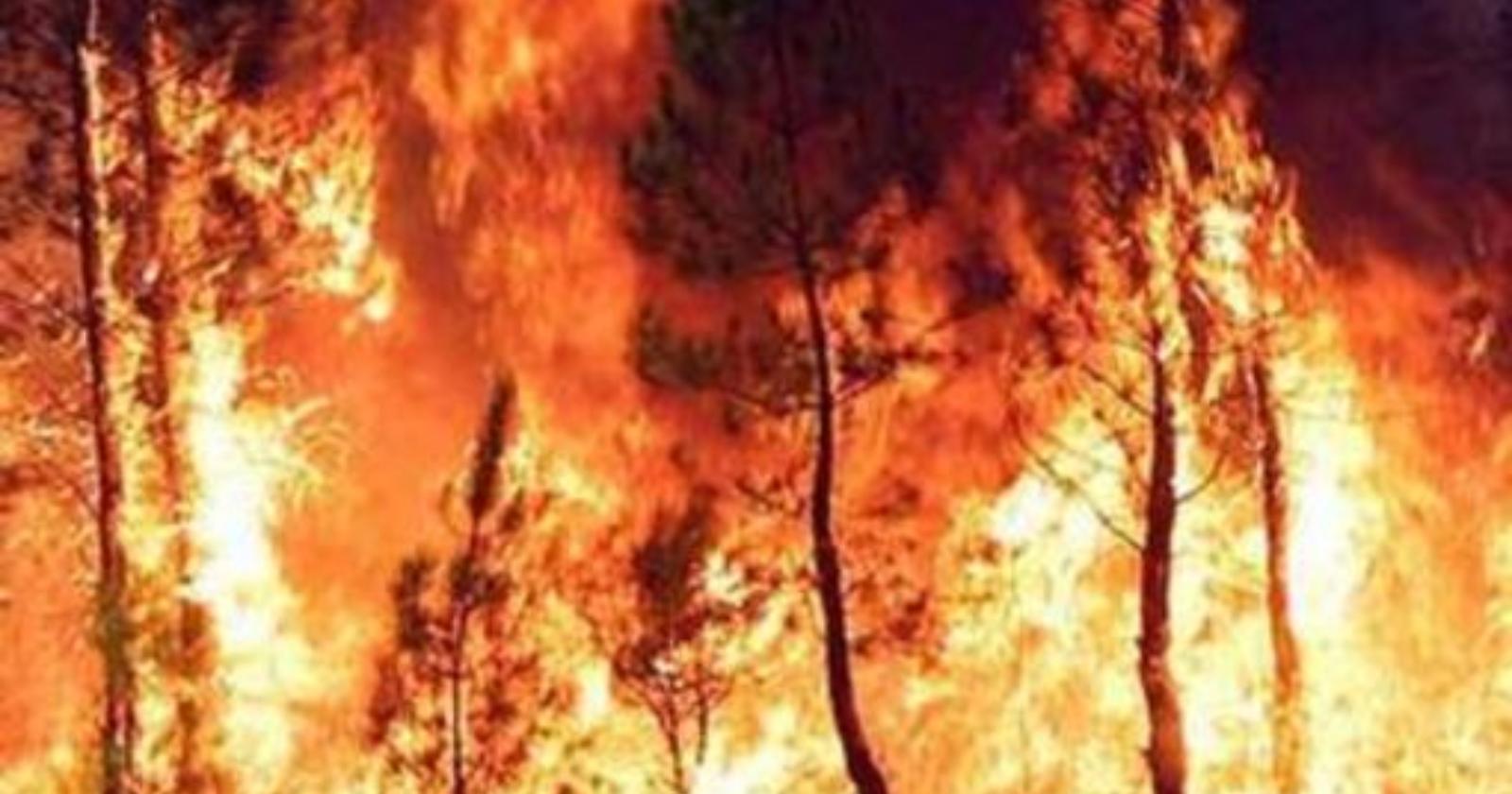 Incendi boschivi, in Prefettura a Potenza una riunione sulla prevenzione