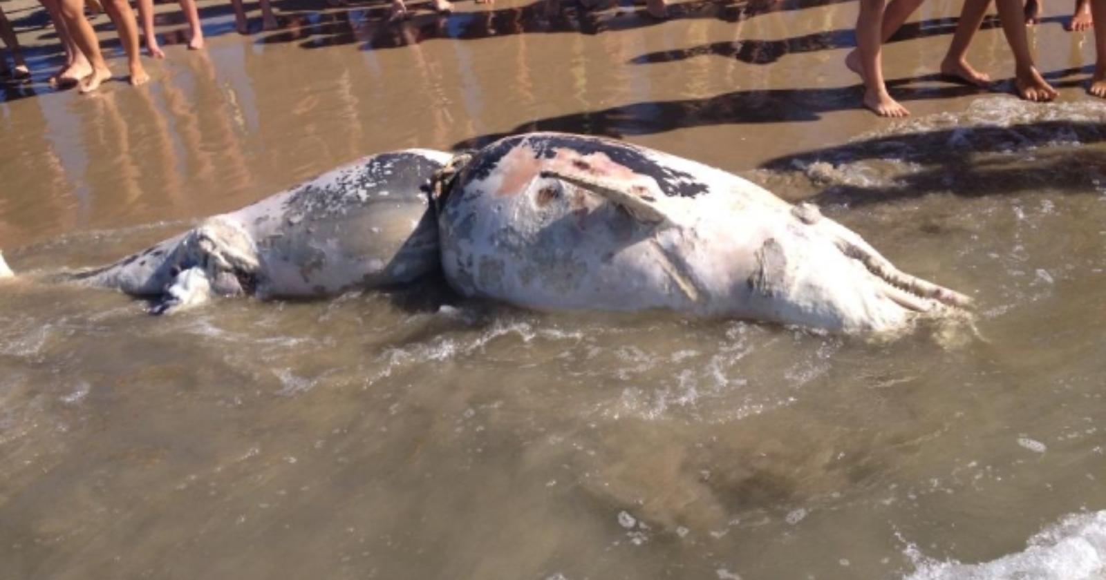 Foce Varano: delfino ritrovato morto, era legato