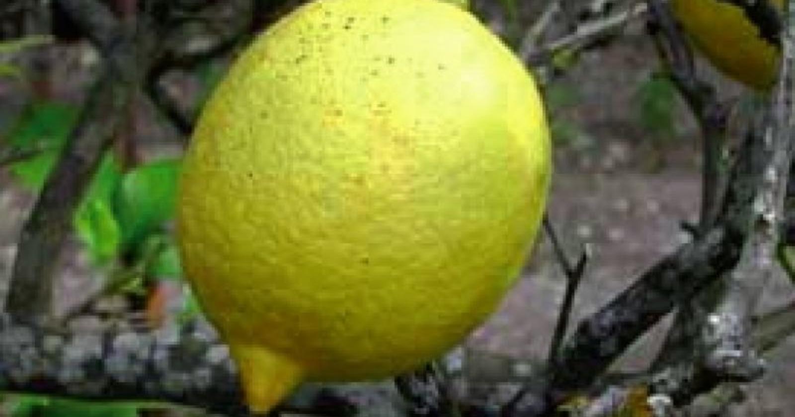 Oggi, 15 febbraio 2007, diventa Dop il limone femminello del Gargano