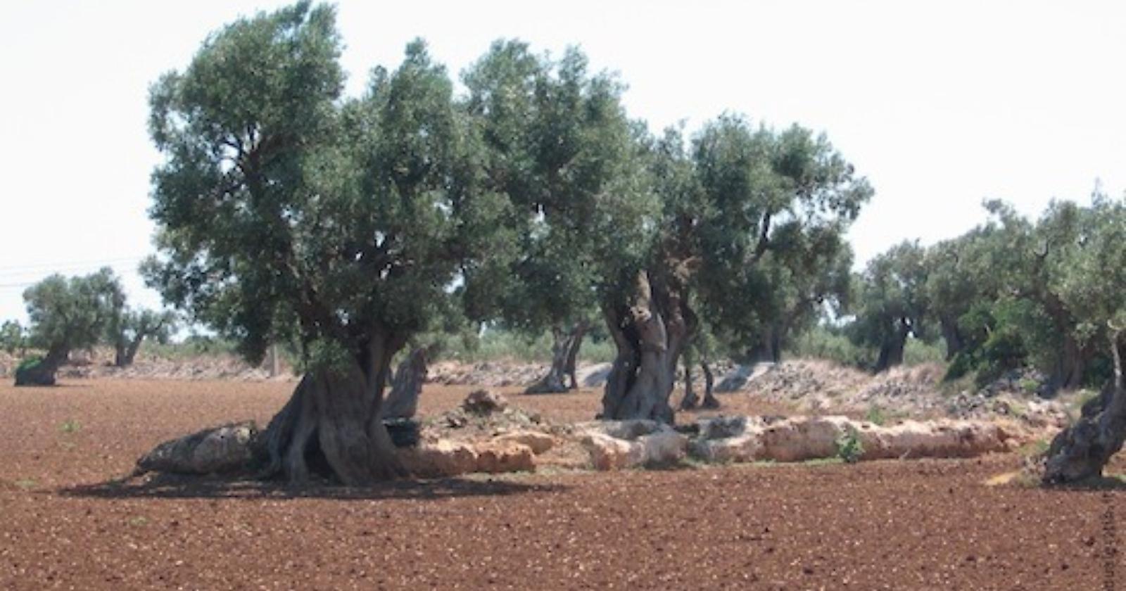 Grido d'allarme della Coldiretti Basilicata: «Fermate la Xylella o infetterà tutto il Mezzogiorno»