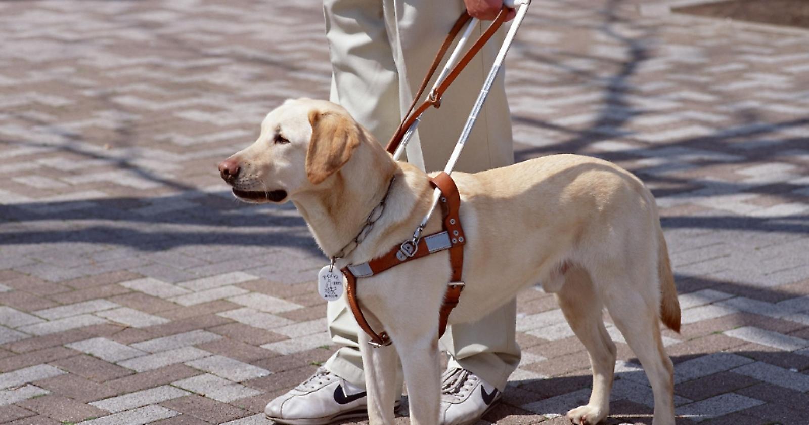 cane guida non vedenti