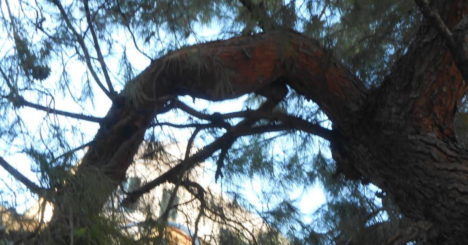 Abbattimento alberi in Piazza S. Francesco e Via Conte Appiano, Morese: «Erano a rischio caduta, li sostituiremo»