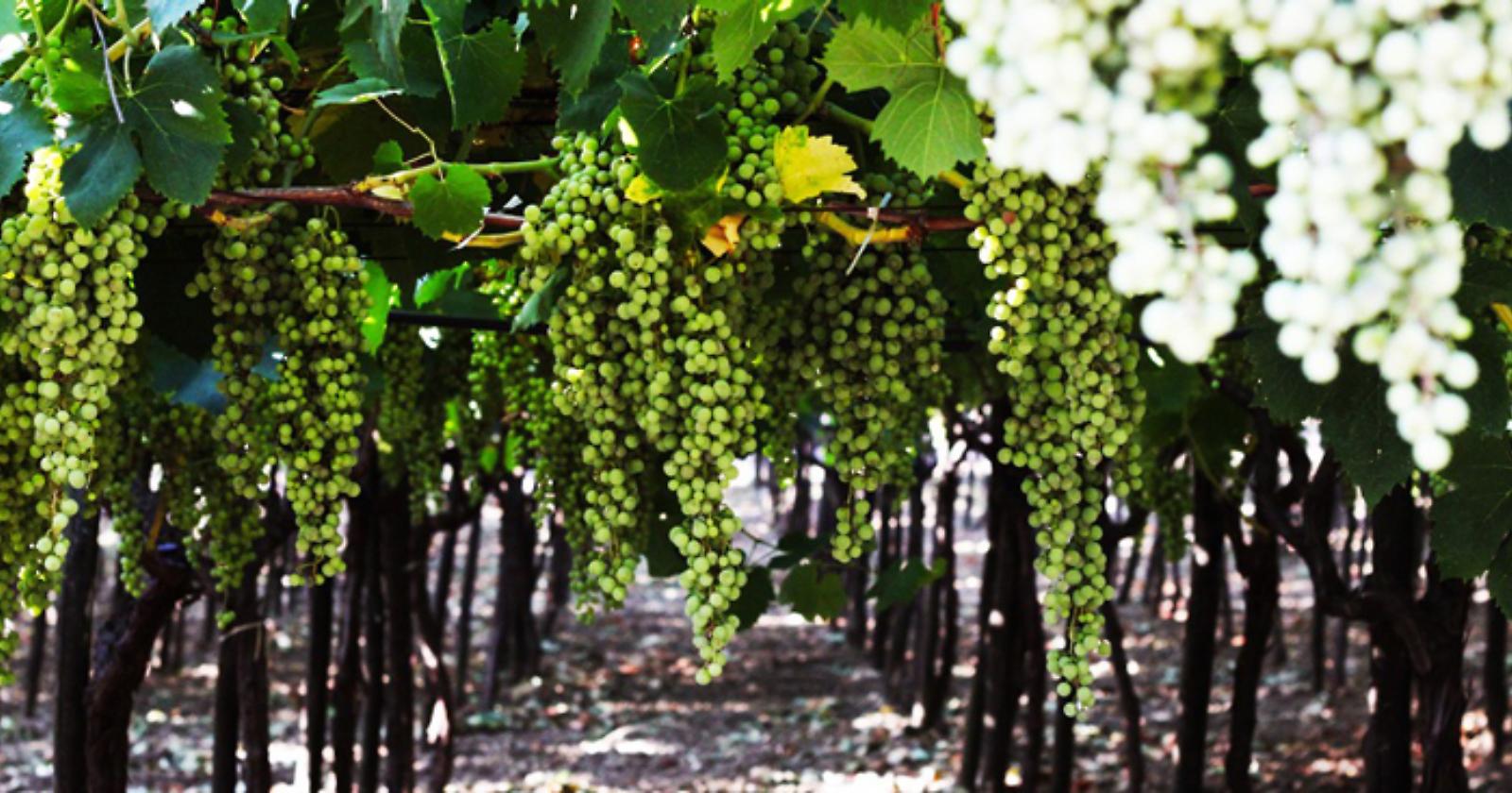 La Basilicata si prepara alla vendemmia 2017: «Ridotta ma di alta qualità»