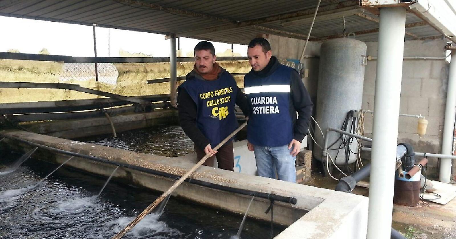 Lesina: “Operazione Christmas Fish” sequestrati nel foggiano 500 kg di Anguilla