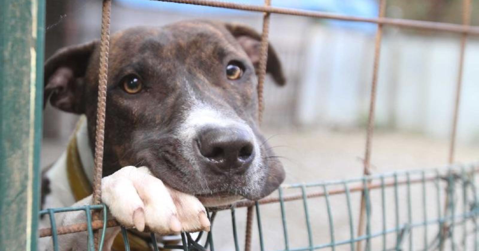 Canile lager a Foggia, non si tratta del centro Danny’s pet village