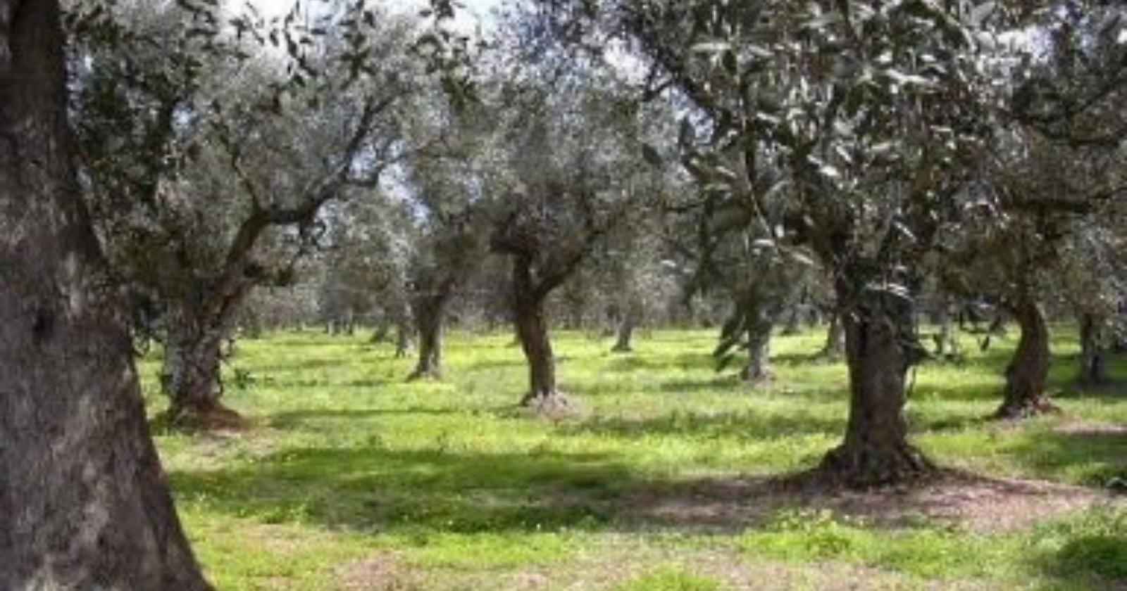 Verranno da Cerignola i ramoscelli d'ulivo della Domenica delle Palme di Papa Francesco