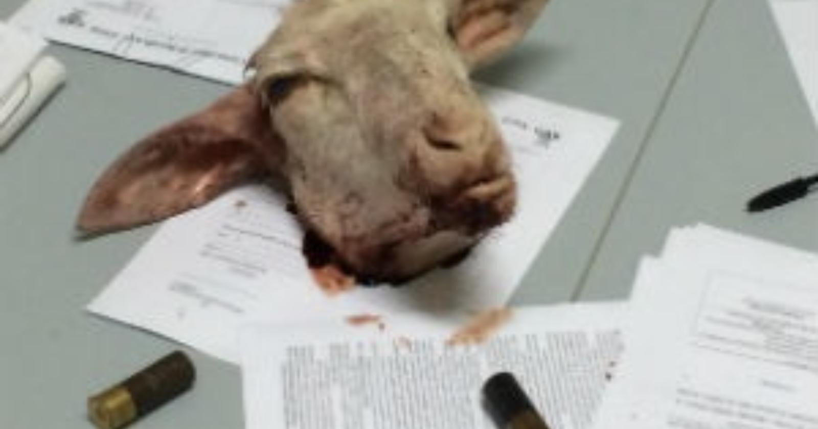 Orta Nova: testa d'agnello recapitata all'ex vice sindaco Rosaria Giannatempo
