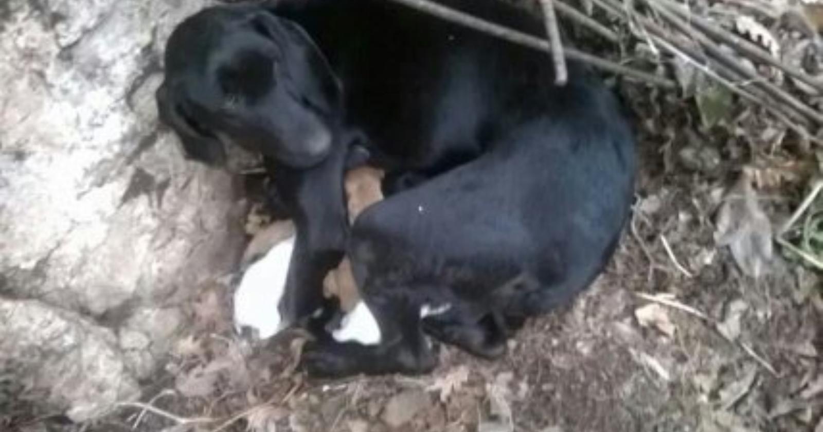 Chi è quell'animale che a Celle San Vito ha avvelenato un cane coi suoi cuccioli?