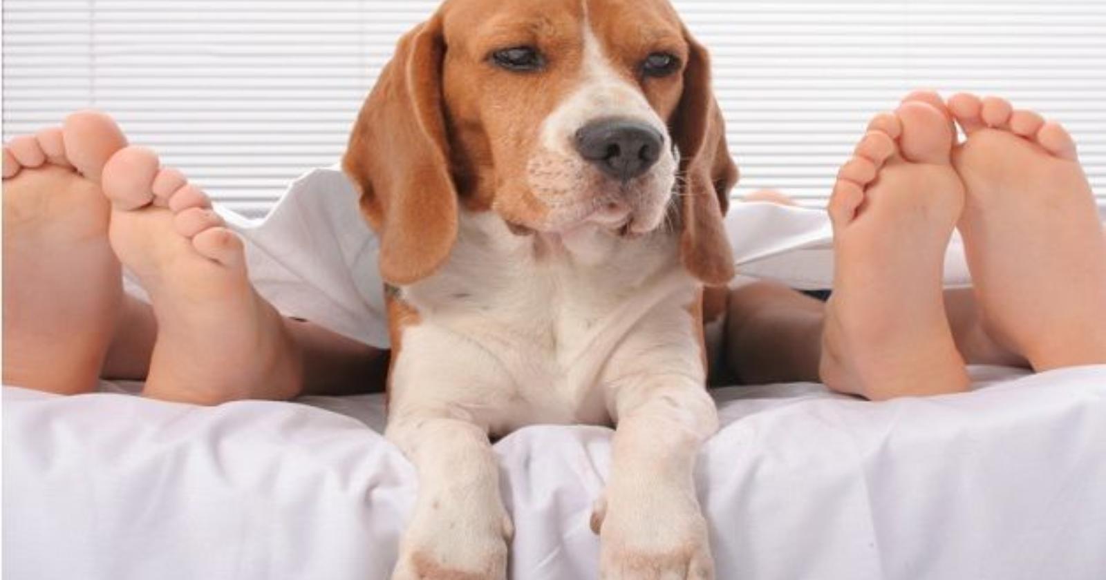 Chi dorme c'u càne s'aveze ck'i pulce