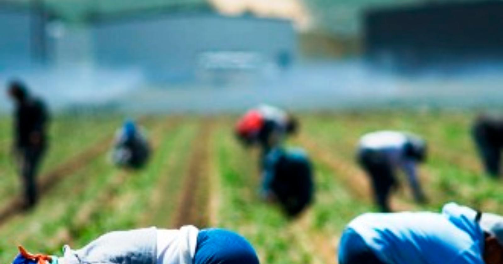 Lotta al caporalato e al lavoro nero, i militari del Nil fanno sul serio: controlli a tappeto nelle aziende foggiane