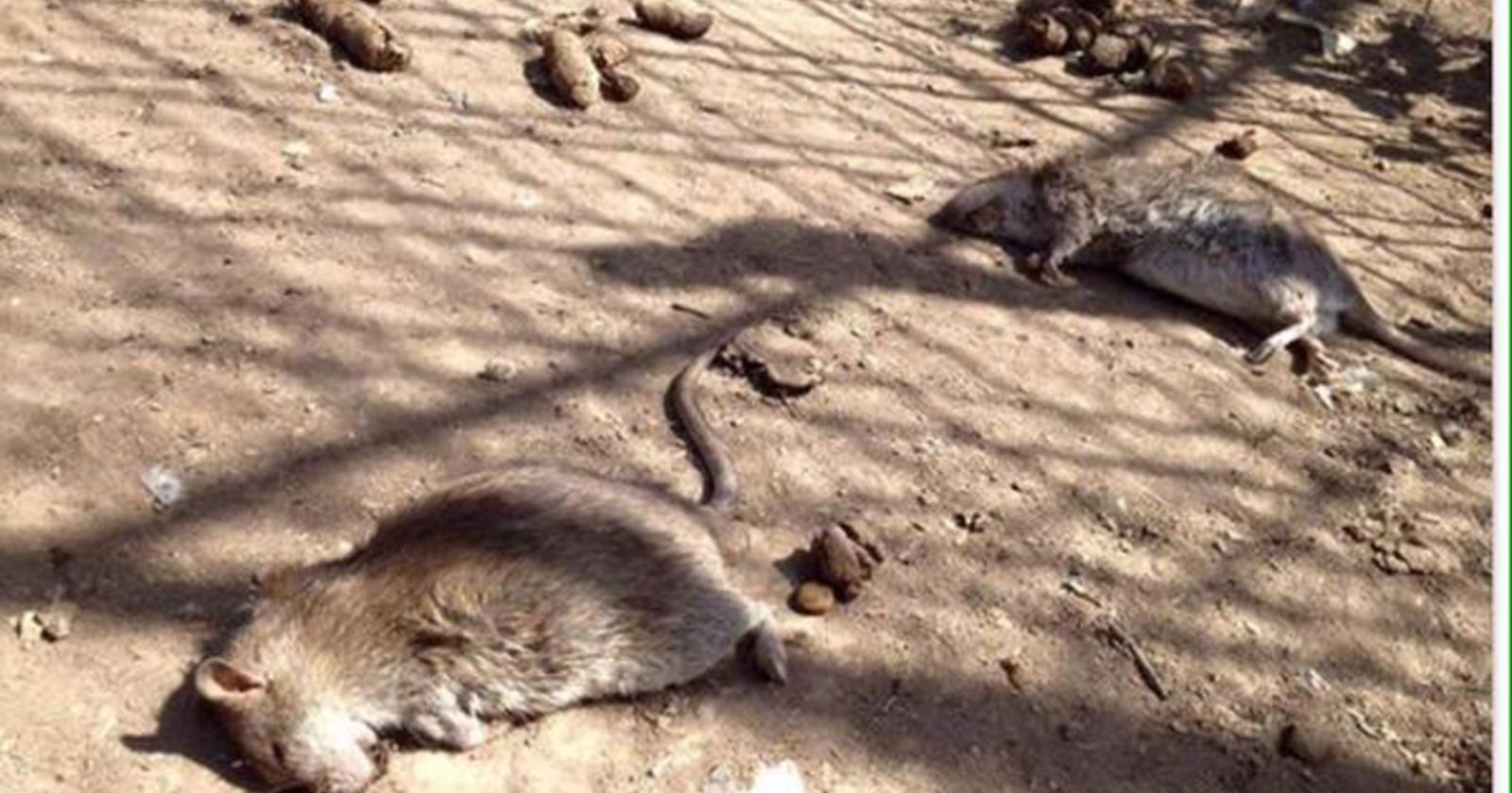 Cerignola, topi grossi quanto i cani che versano in situazione disperata