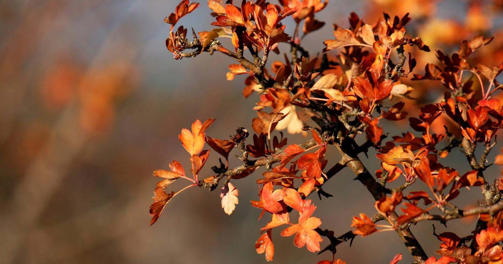 Foggia stregata dalla "Magie d'autunno"