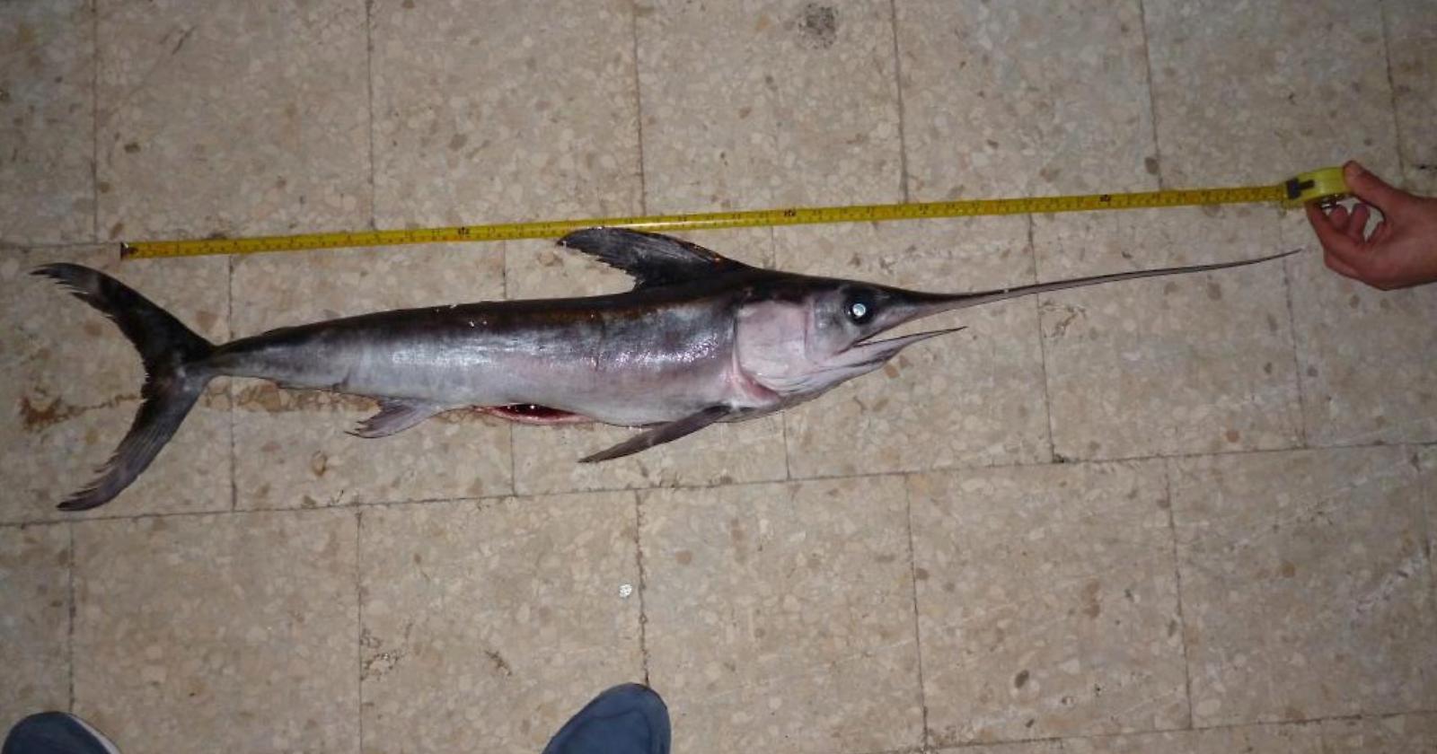Vieste, la capitaneria di Porto sequestra pesce neonato