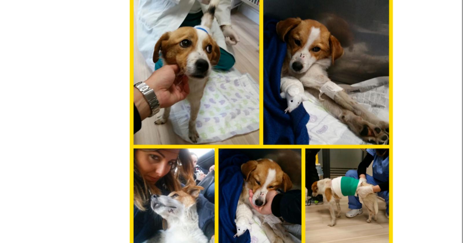 La storia di Trenino, il cagnolino salvato dalla capotreno e che ora cerca casa