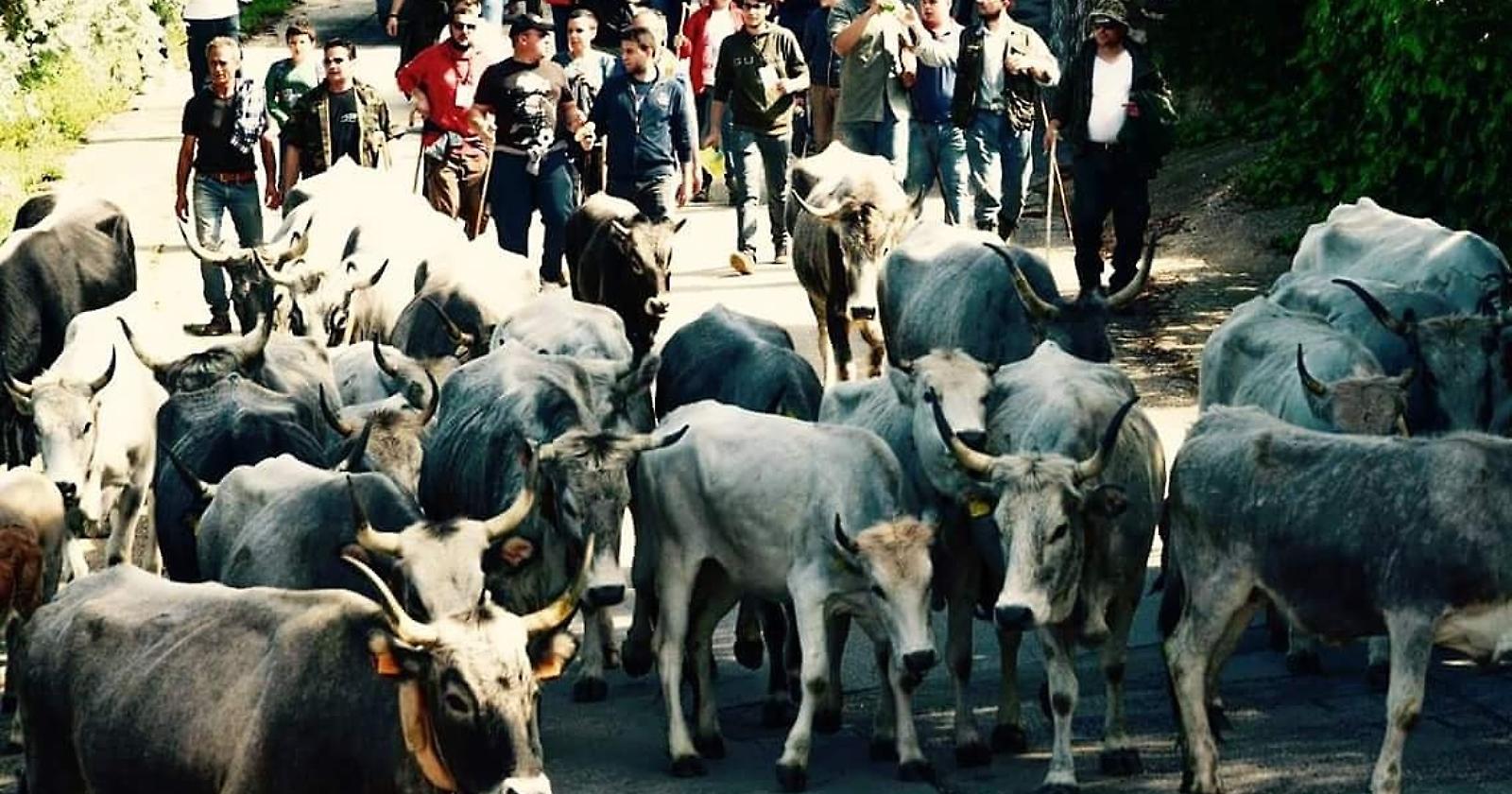 Transgarganica, la prima festa della transumanza