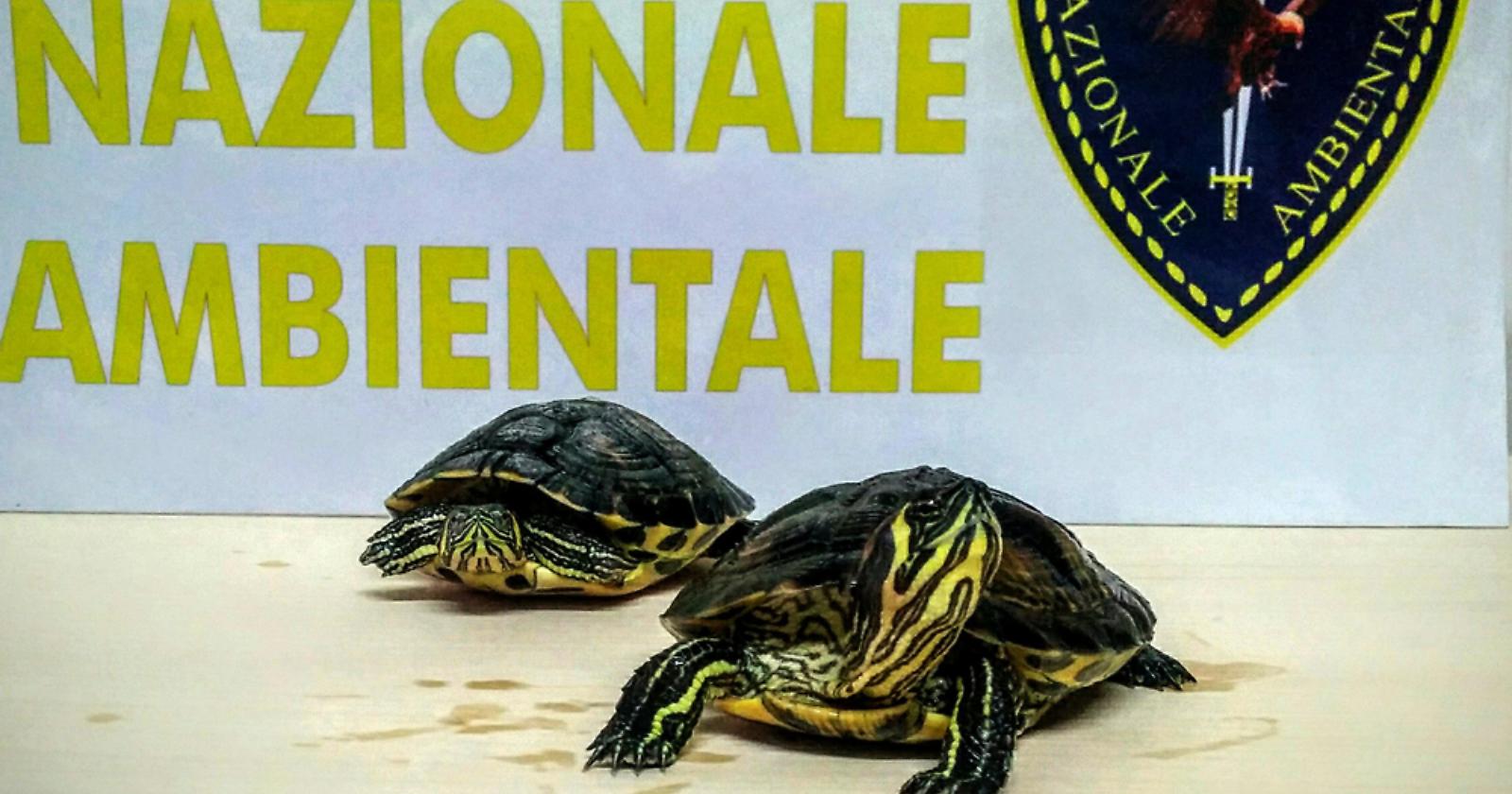 Cerignola, tartarughe abbandonate vicino ad un cassonetto dei rifiuti