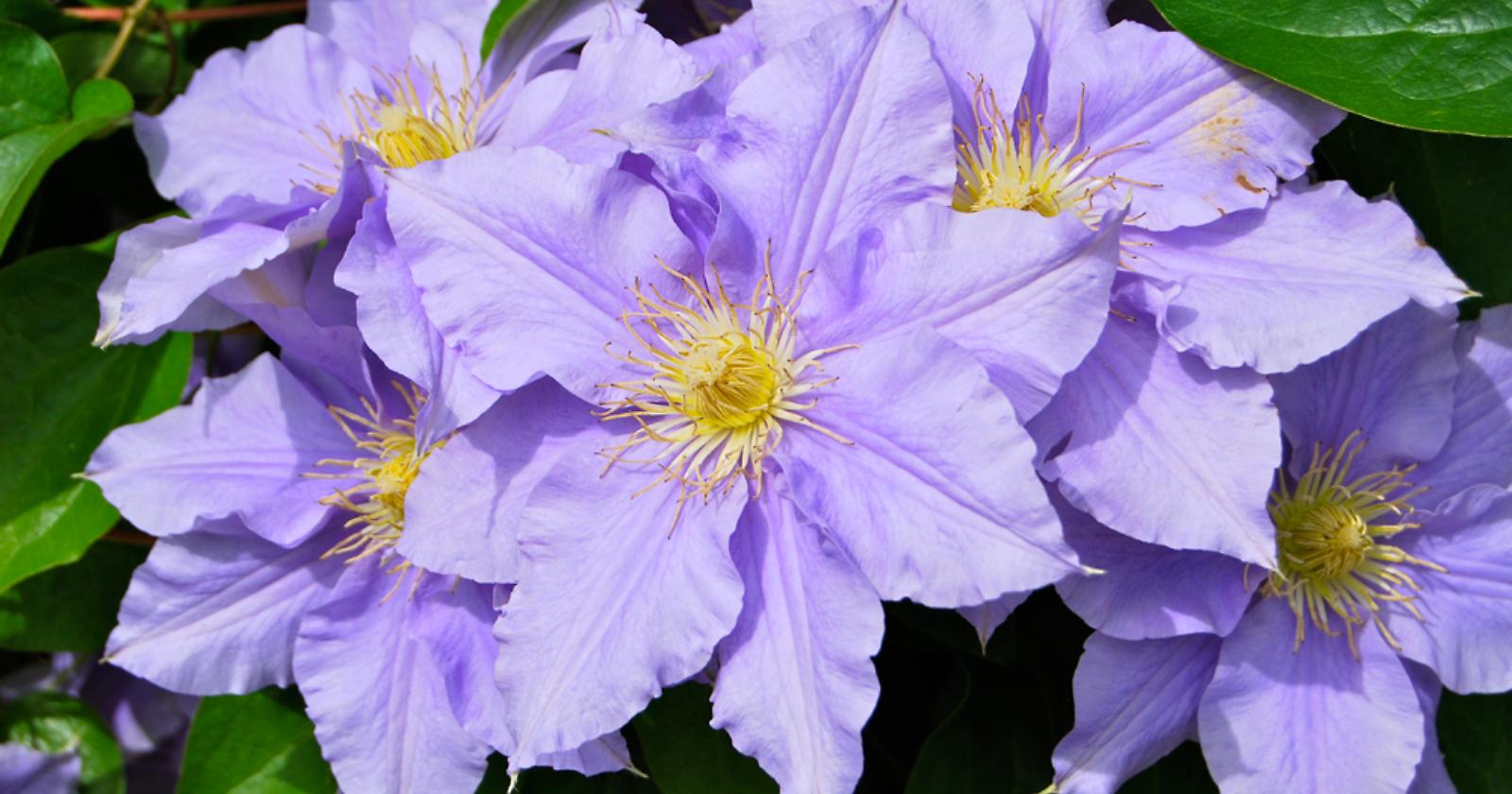 Bello, vero? È il fiore dell'indifferenza!