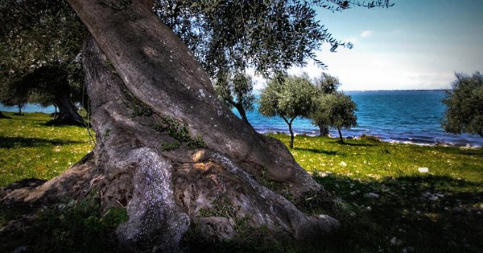 Una foto del Parco Nazionale del Gargano in mostra a New York