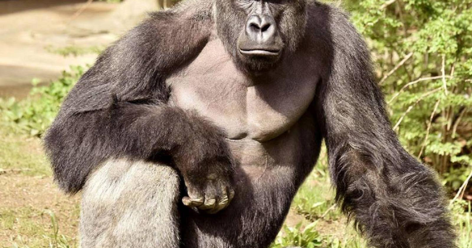 Harambe, l'ennesima tragedia degli zoo