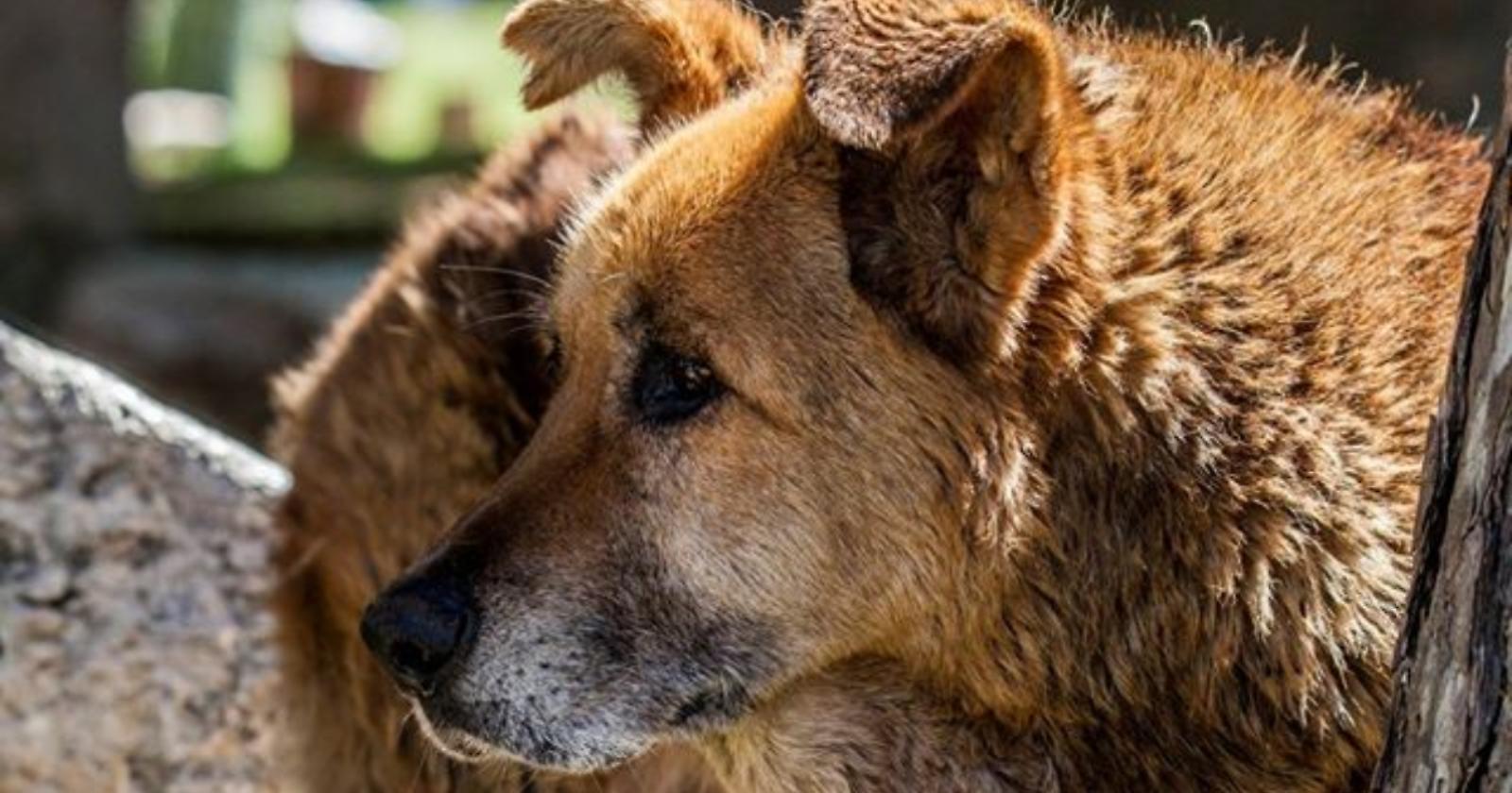 Al Cara di Mineo anche l'Enpa di Manfredonia per aiutare i cani 