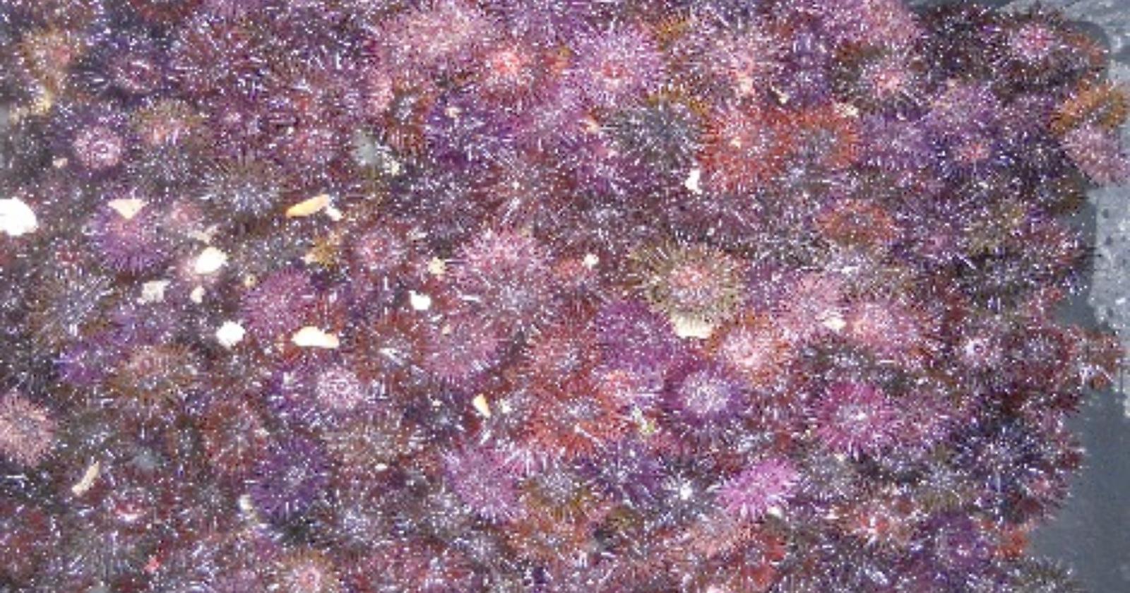 Mattinata, Baia delle Zagare: sequestrati ricci di mare 