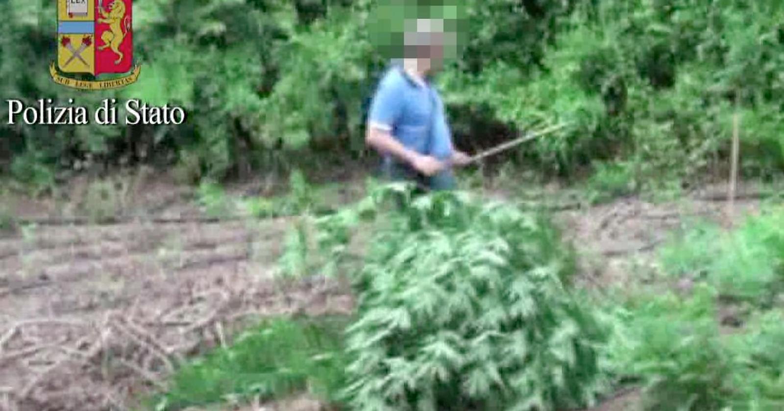 La sua  "Jamaica" nelle campagne di Serracapriola: arrestato per coltivazione di marijuana un 37enne