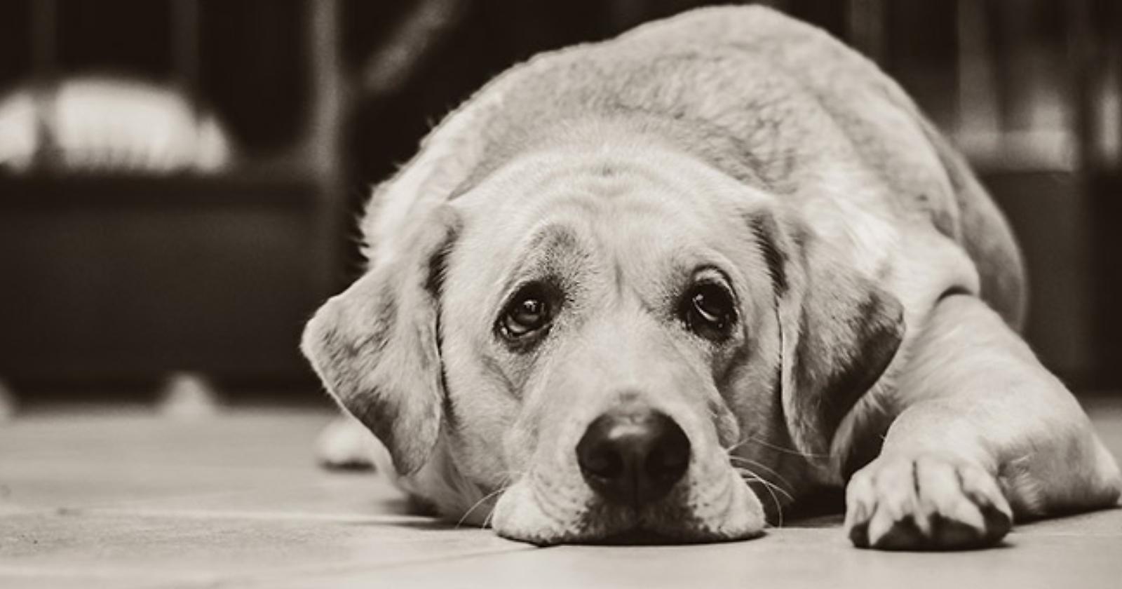 Crimini contro gli animali, in provincia di Foggia il maggior numero dei reati commessi in Puglia