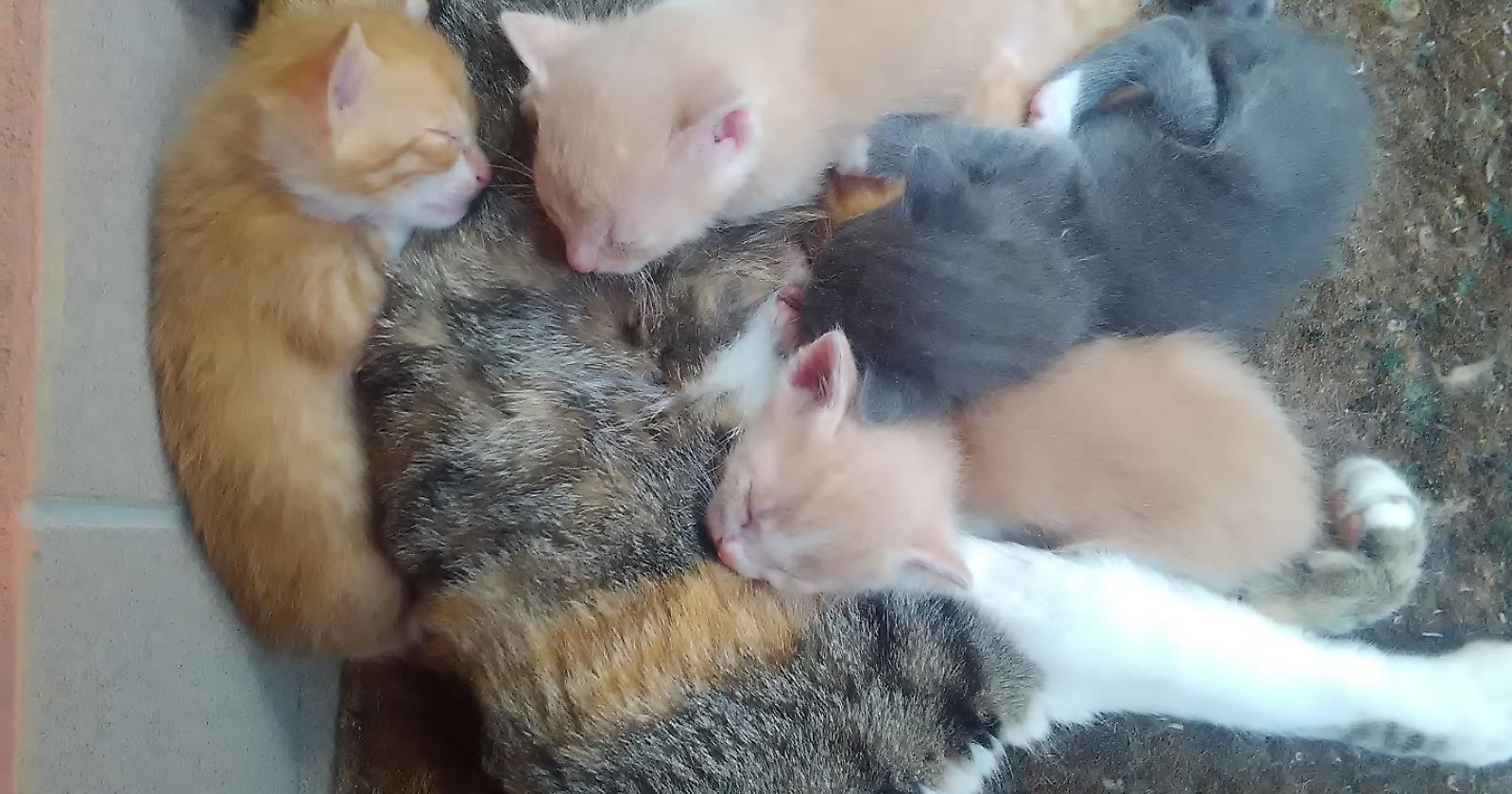 L'allegra banda dei gatti randagi