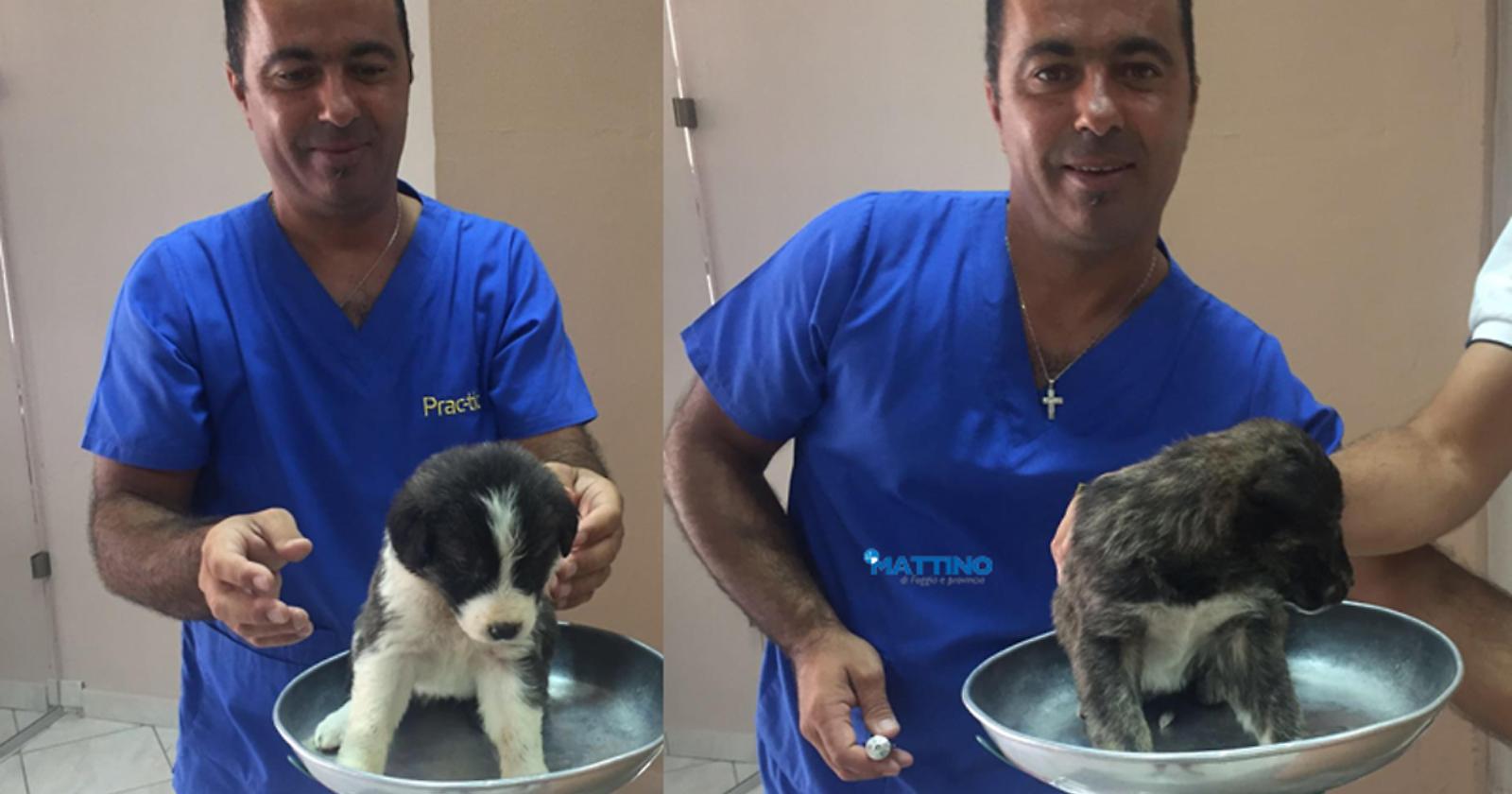 Il deputato brindisino Ciracì "eroe" in Grecia: si tuffa in un fiume per salvare 5 cagnolini