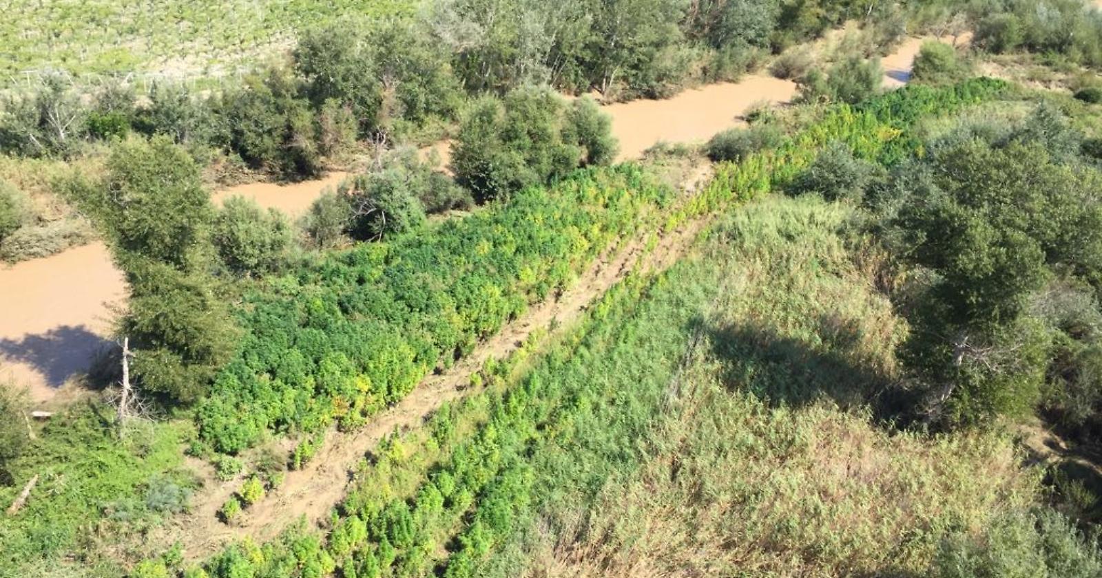 Cerignola, maxi sequestro di marijuana: dalla piantagione si potevano ricavare oltre 3 milioni di dosi