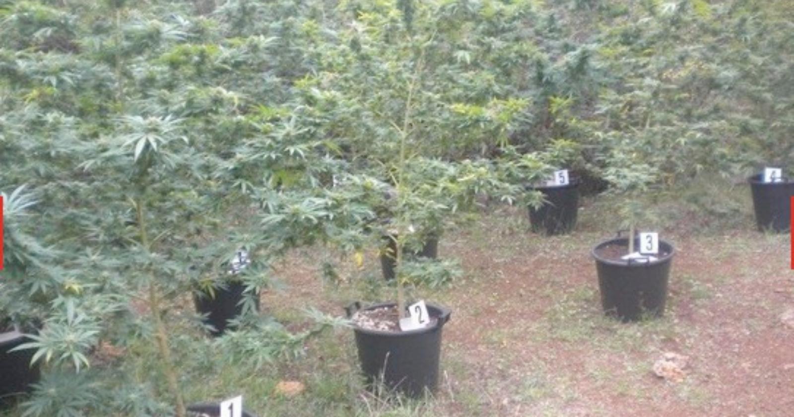 San Nicandro Garganico : piantagione  di marijuana nascosta tra gli alberi del bosco