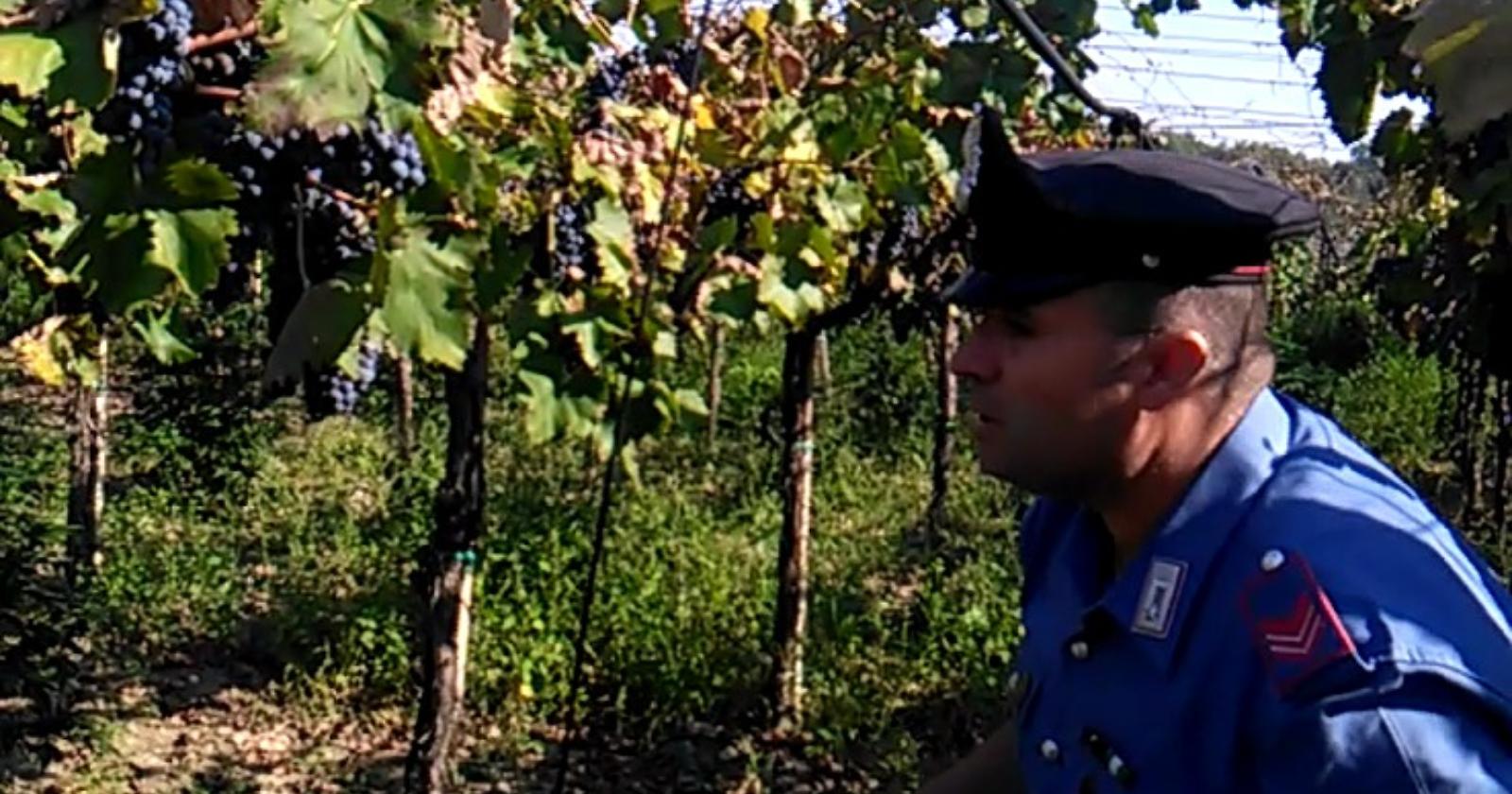 Nascosta in un  vigneto una piantagione di "maria" da un milione di dosi: arrestato il coltivatore 
