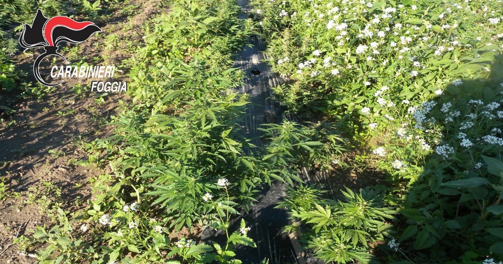 Zapponeta: scoperta l'ennesima piantagione di marijuana 