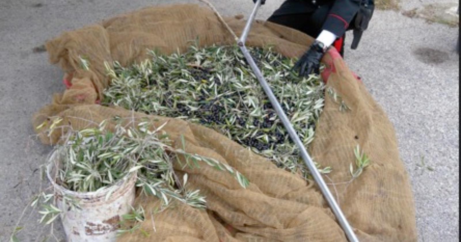 Capitanata, al via la campagna olearia: i carabinieri arrestano ladro di olive