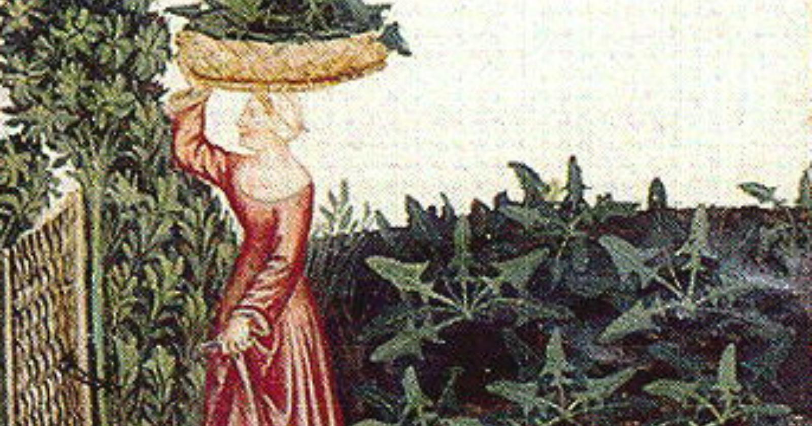La rucola, l’afrodisiaco di degli afrodisiaci