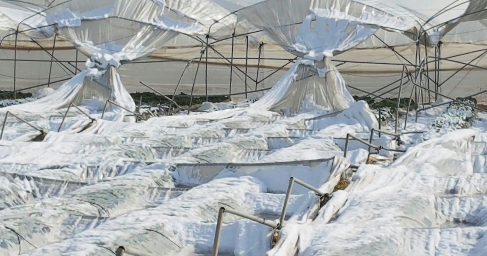 B​raia: emergenza neve comparto agricolo, ​esito sopralluoghi preoccupante 