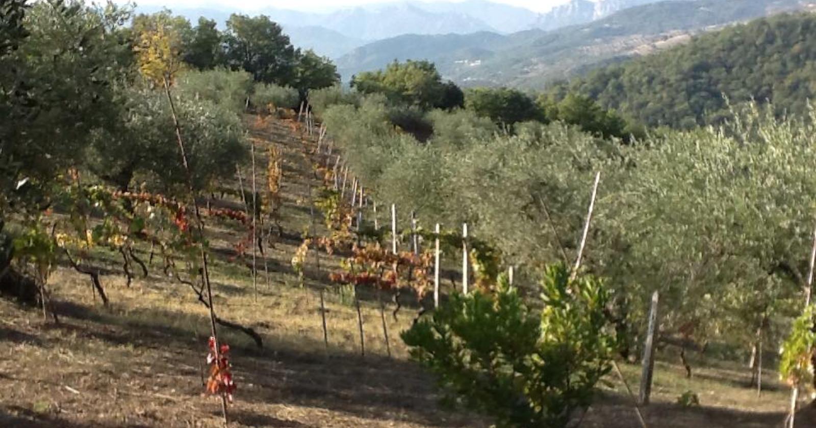 La storia di Andrea ed Elena e della loro creatura : l'azienda Agricola Mantenera di Tricarico 