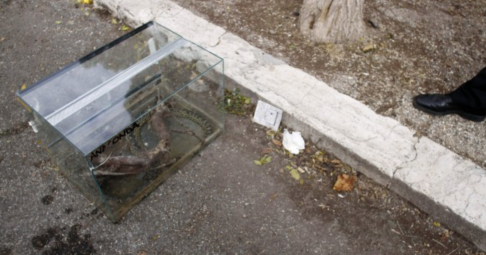 Via Gioberti: spunta un pitone tra i rifiuti foggiani