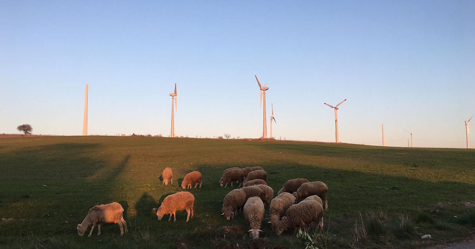 Piani del Mattino: Là dove c'era il verde e volavano gli aironi ora svettano pale eoliche selvaggie