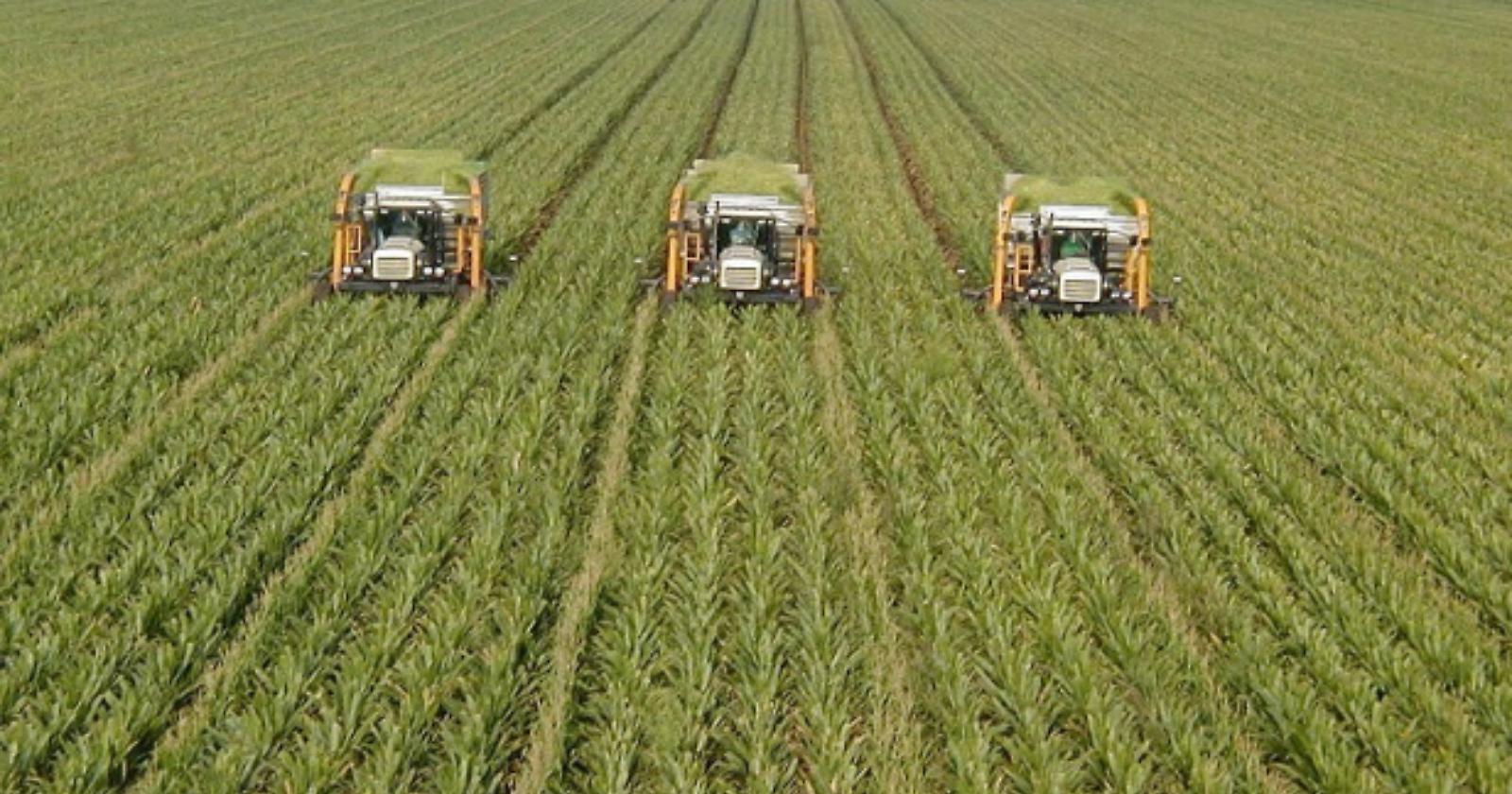 Metaponto pensa all'agro ecologia