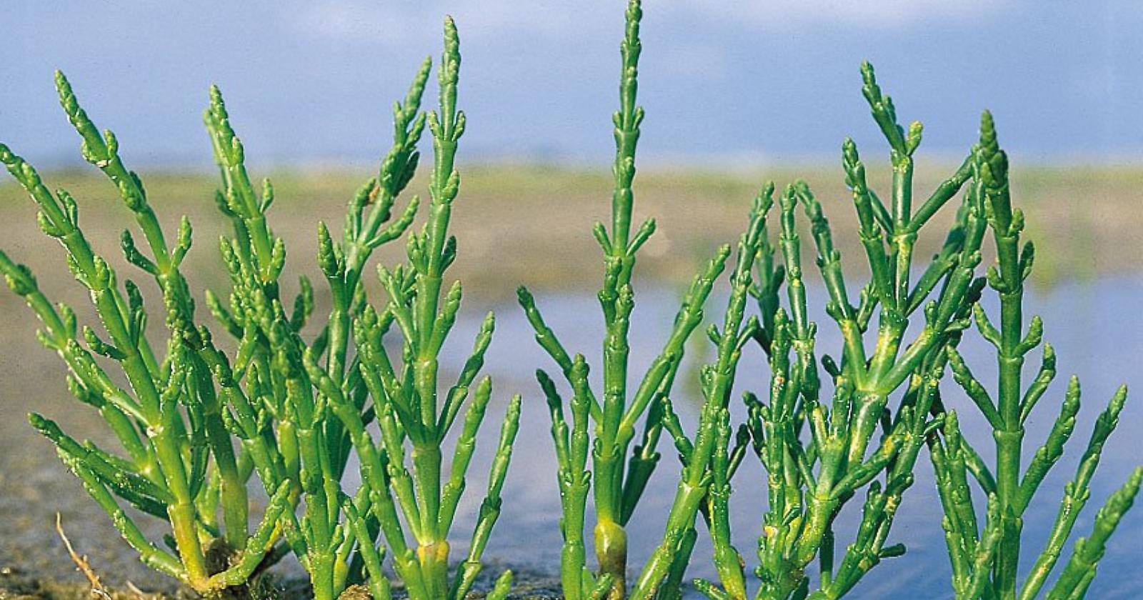 E tu ti sei mai innamorato di una Salicornia?