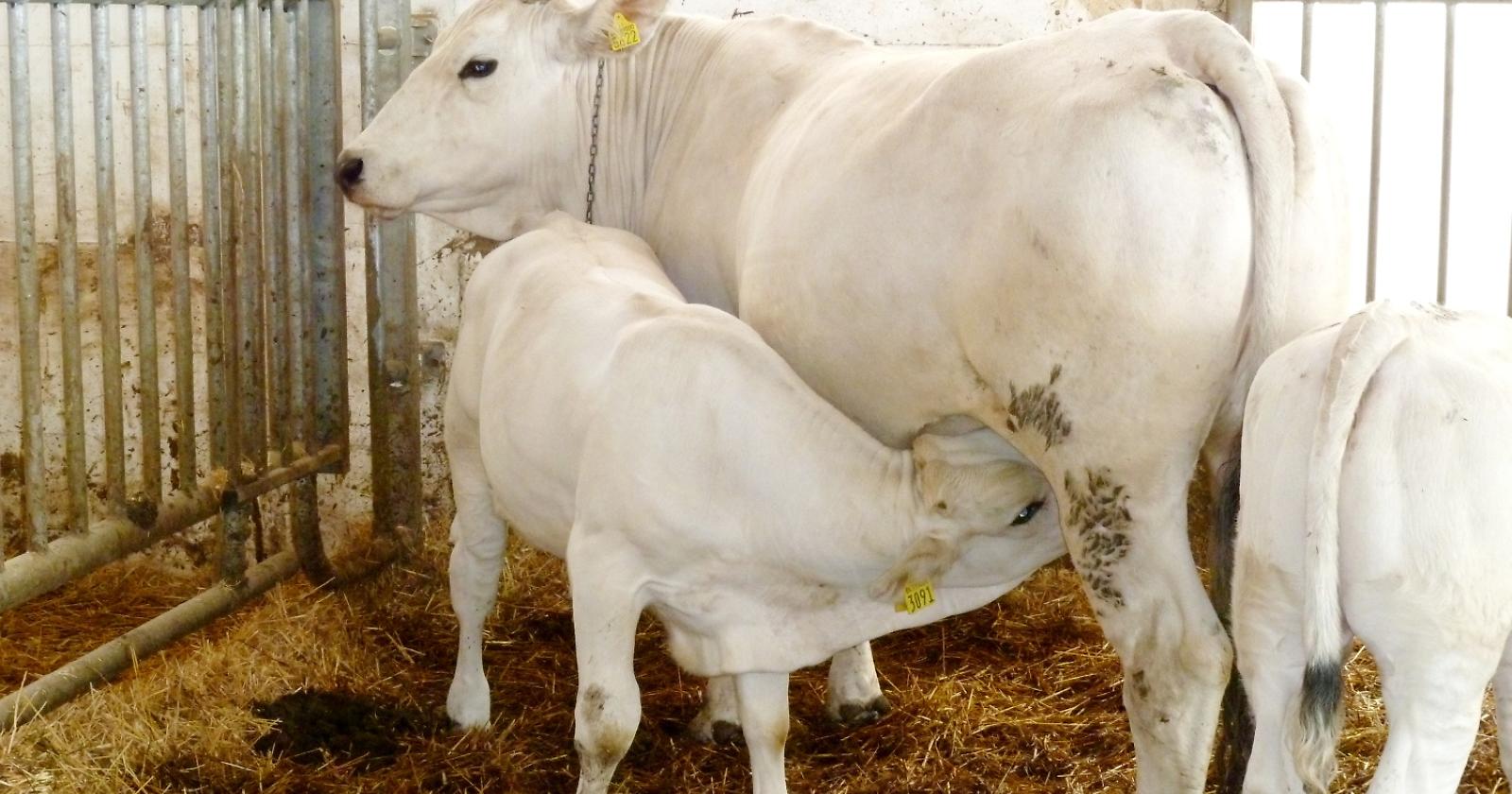 Gli allevatori di mucca marchigiana s'incontrano a Tursi