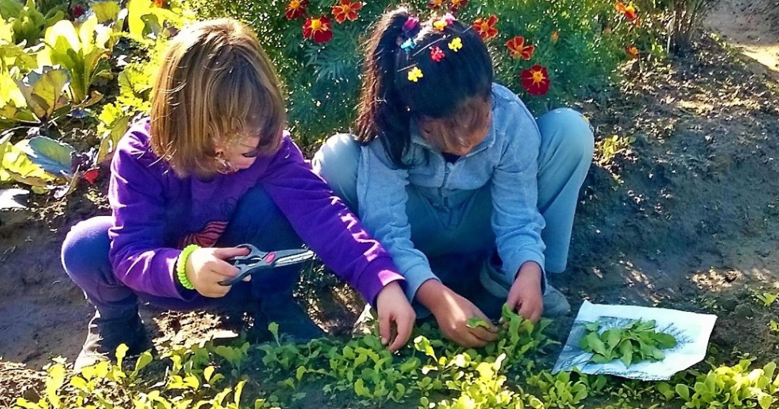 Andate per rucola, che vi fa bene
