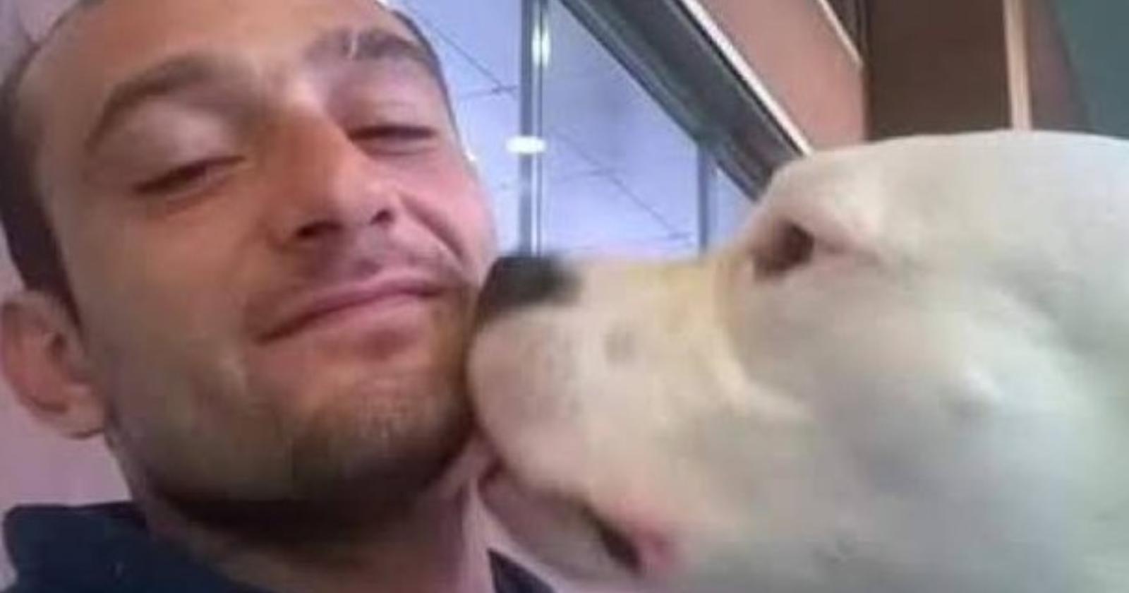 Salviamo Iceberg, il Dogo argentino di Avellino che la Danimarca vuole uccidere