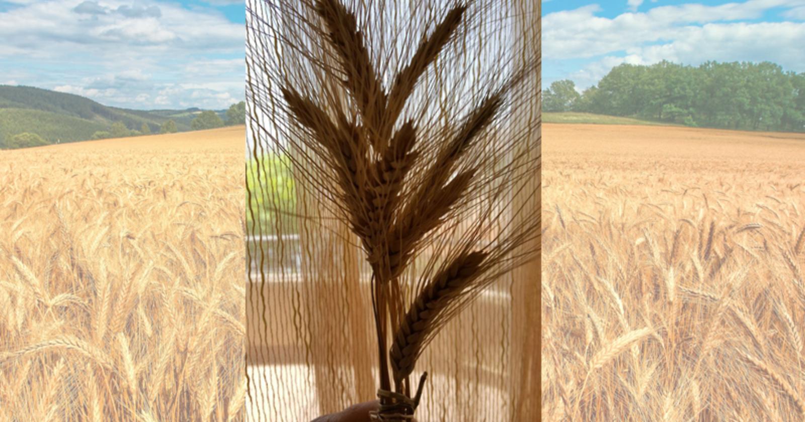 Ventotto passi da te, in questo campo di grano mietuto di ricordi